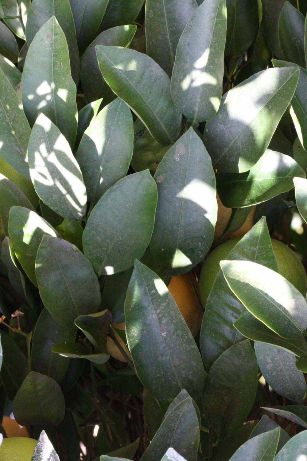              Shade leaves (Riverside, CA)       